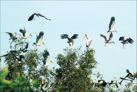 Khu du lịch Vườn chim Cà Mau (Nguồn Baocamau)