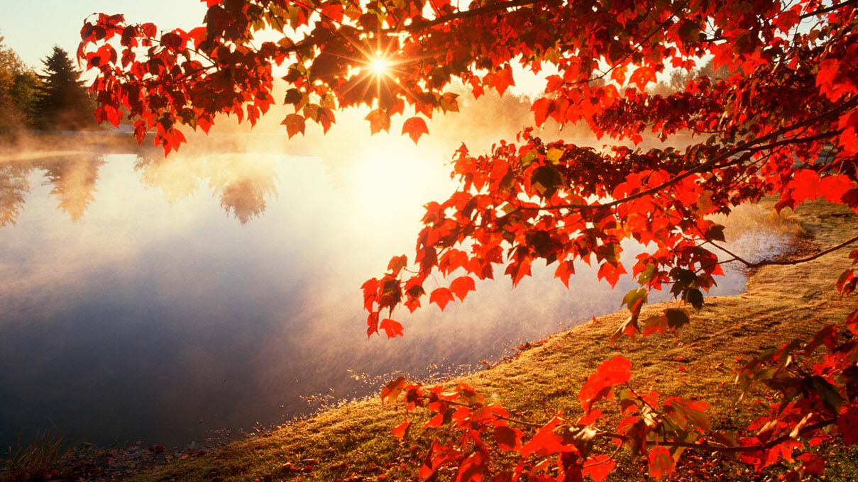 Hình ảnh đẹp mùa thu lá đỏ