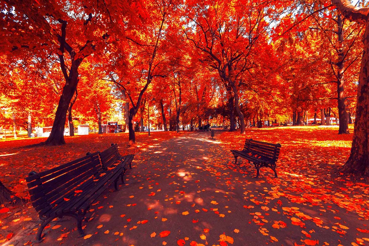 Hình ảnh mùa thu lá đỏ