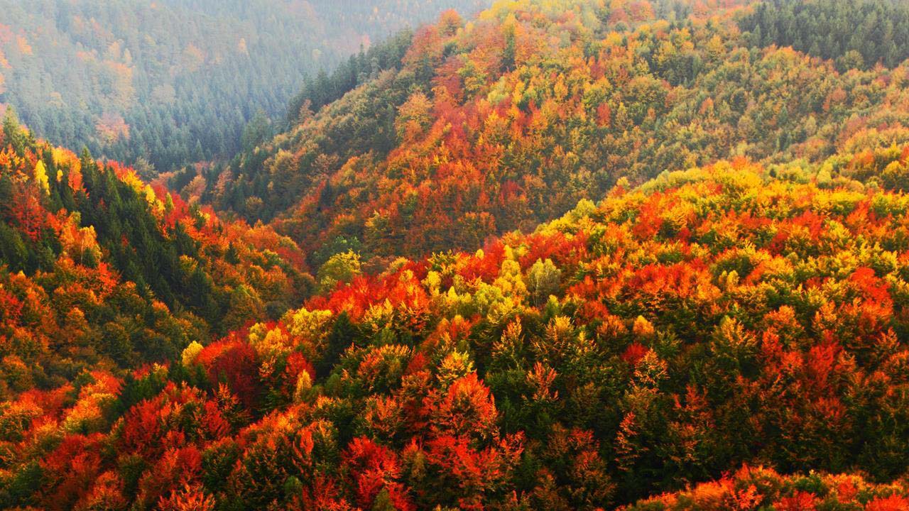 Hình ảnh rừng cây mùa thu